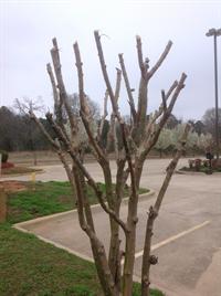 crape myrtle improper pruning