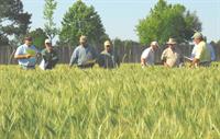 steve harrison in wheat field
