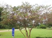 defoliated crape myrtle