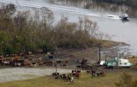 cattle on riverbank