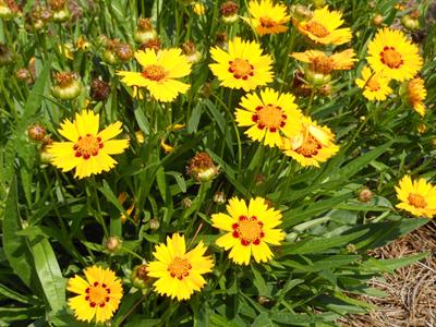 Sunfire coreopsis