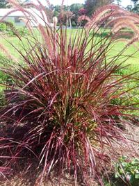 Fireworks fountain grass