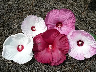 Luna hibiscus blossoms