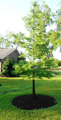 pond cypress