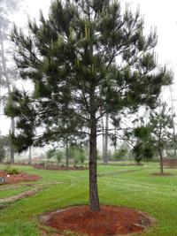 loblolly pine