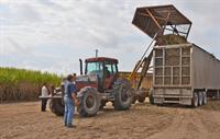 loading sugarcane