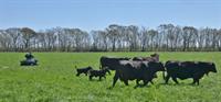 four-wheeler herding