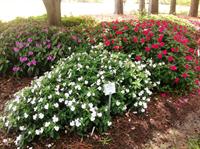 bounce and big bounce impatiens