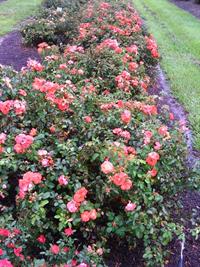 Drift rose bush
