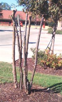 topped crape myrtle