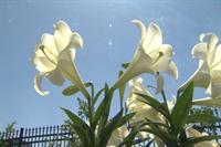 Easter Lily 