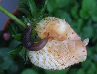 slug on strawberry