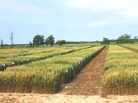 wheat plots