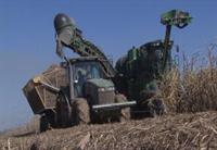 Sugarcane Harvest