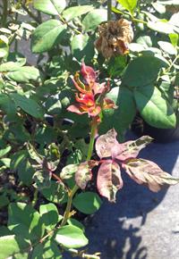 chilli thrips damage on Knock Out rose