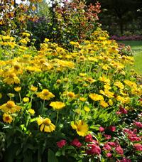 Mesa Yellow gaillardia