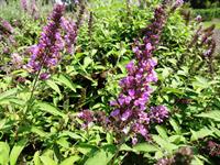 Flutterby Tutti Fruitti buddleia