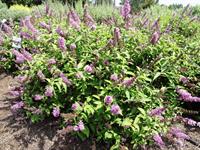 Flutterby petite tutti fruiti buddleia