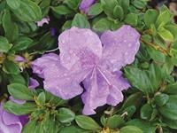 autumn lilac azalea