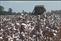 Cotton Harvest 