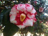 variegated camellia