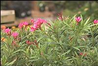 Dwarf Oleander