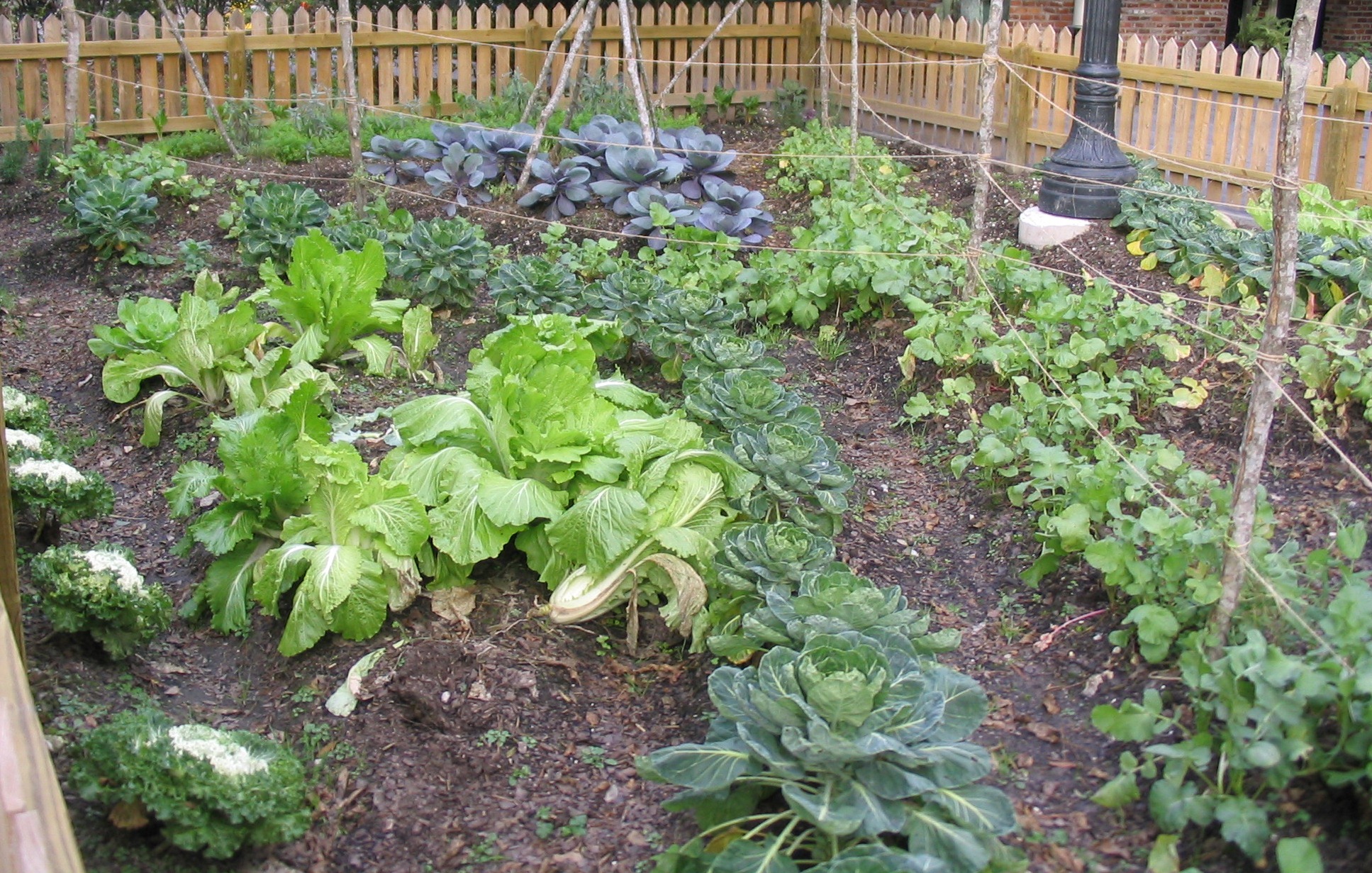 tips for starting a home vegetable garden - lsu agcenter