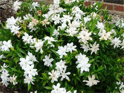 Frostproof gardenia