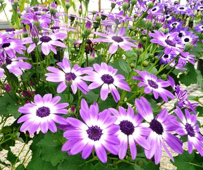 pericallis