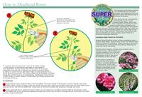 2011 Get It Growing Calendar &quot;how to&quot; page about deadheading roses