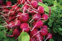 Shot of radishes from 2011 Get It Growing Lawn and Garden Calendar