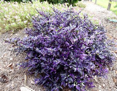 Purple Flash ornamental pepper