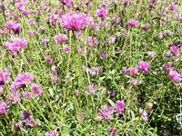 fireworkd gomphrena