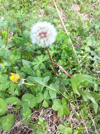 dandelion