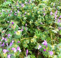 henbit