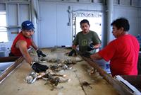 workers sorting crabs