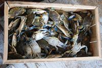 box of crabs