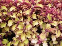 Henna coleus foliage