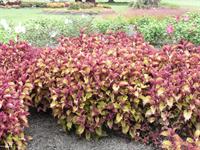 Henna coleus plants