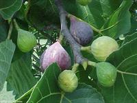 ripening figs