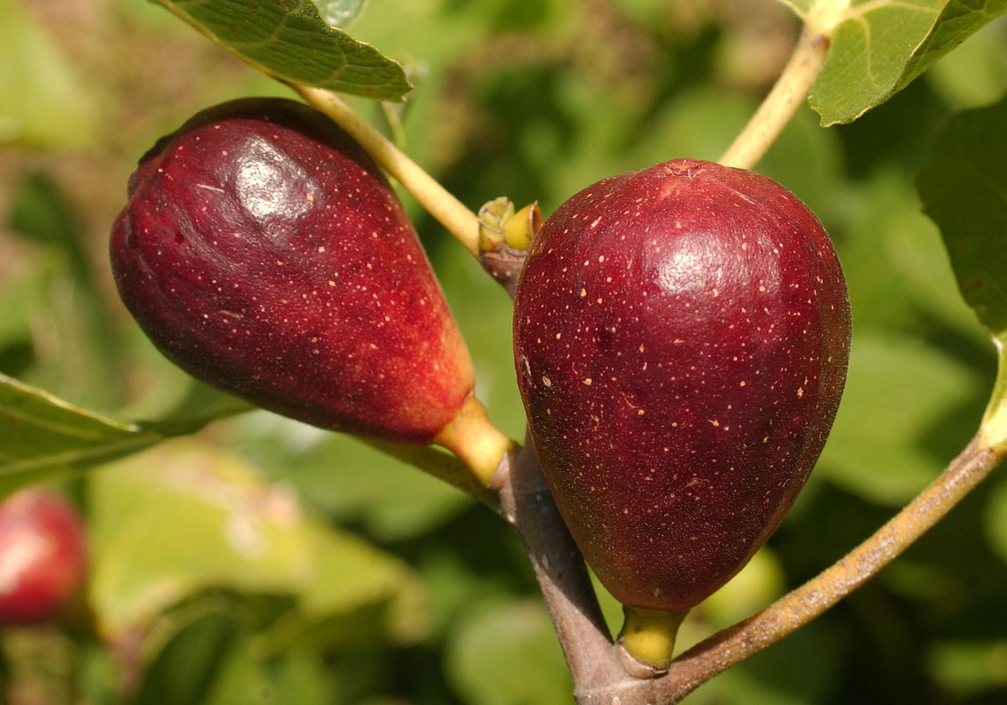 What Fruit Is The Same Size As A Fig