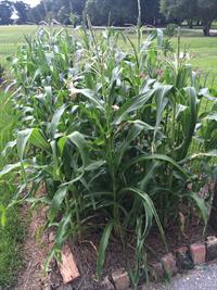 sweet corn patch