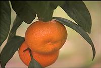 Citrus Harvest  