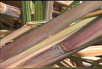 Sugarcane 