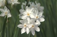 Paper Whites