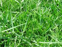 torpedograss in centipede lawn