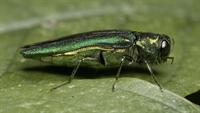 emerald ash borer