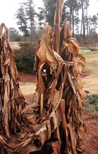 frozen banana plants