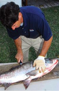 filleting Asian carp