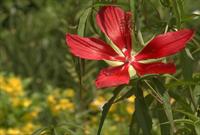 Texas Red Star Hibiscus